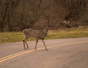 Bezpieczeństwo na drogach - uwaga na dzikie zwierzęta