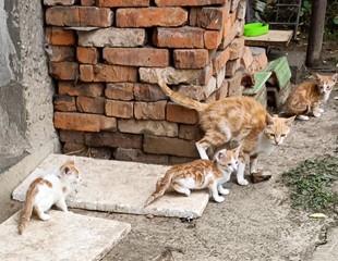 3 młode kocięta poszukują domu!